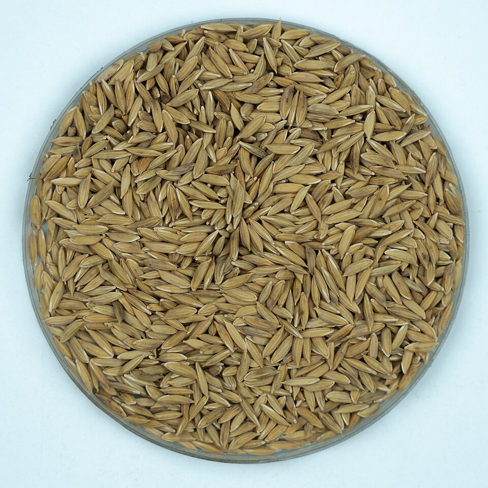 Katarni